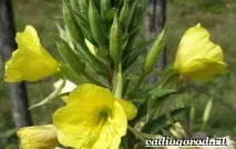 Енотера квітка квітка