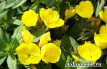 Енотера квітка квітка