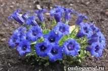 Енотера квітка квітка