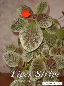 Епісція Tiger Stripe, фіалки (сенполії) фіалки