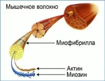 протеини