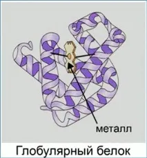 протеините