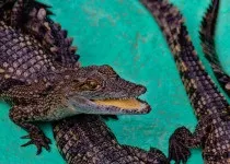 Голубицька станиця відвідувачів