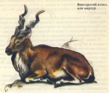Гірські цапи цапи