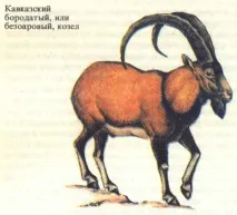 Гірські цапи козлів