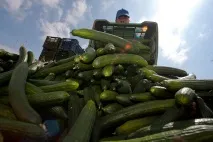 інфекція