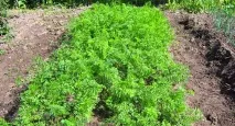 Цікаві факти про моркву факти