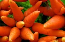 Цікаві факти про моркву цікаві