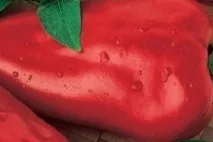 Які сорти перців найкращі для теплиці з полікарбонату полікарбонату
