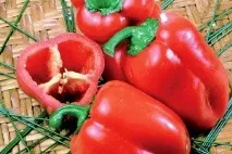 Які сорти перців найкращі для теплиці з полікарбонату сорти