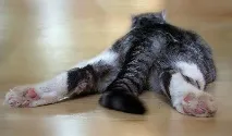 Як можна дізнатися, що у вашого кота глисти кота