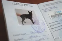 Як перевезти тварину Білоруссю – робимо все правильно! туристичний блог про відпочинок у Білорусі перевезти