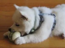 кусатися