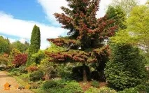 arborvitae