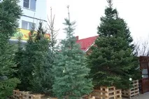 Як правильно і красиво посадити хвойники на дачі дачі