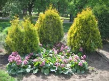 Як правильно і красиво посадити хвойники на дачі правильно