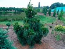Як правильно і красиво посадити хвойники на дачі правильно
