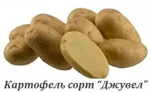Як виростити надранню картоплю - AgroXXI виростити