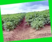 Як виростити надранню картоплю - AgroXXI agroxxi
