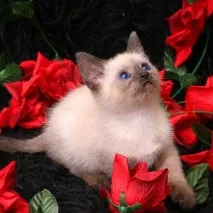 кошеня