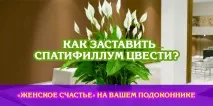Як змусити Спатіфіллум цвісти «Жіноче щастя» на вашому підвіконні, Корисні поради змусити