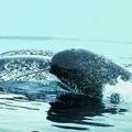 Комплект (а) 6 букв - пошук слова за маскою та визначенням, відповіді на сканворд букв