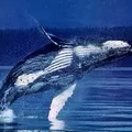 Комплект (а) 6 букв - пошук слова за маскою та визначенням, відповіді на сканворд слова
