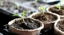 Коли садити перець на розсаду в Сибіру терміни посіву за місячним календарем, підготовка насіння, як садити