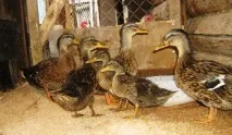 Клітини для качок своїми руками – майстер клас клітини