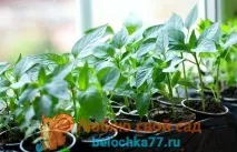 Коли і як садити перець на розсаду у 2019 році за місячним календарем році
