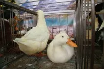Клітини для качок своїми руками – майстер клас качок