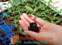 Коли і як садити перець на розсаду у 2019 році за місячним календарем коли