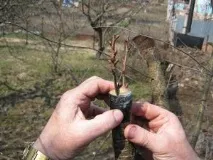 Коли потрібно щеплювати яблуню, як це робиться правильно, огляд методів щеплення - Легка справа потрібно
