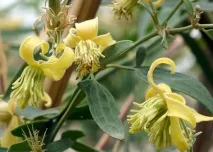 Клематиси 3 групи обрізки сорту, фото з описом, характеристики та відгуки садівників описом