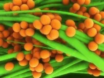 Кишковий стафілокок та золотистий вбивця стафілокок