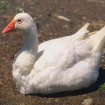 чого