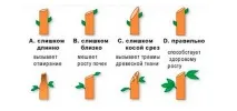 Коли потрібно обрізати яблуні в саду, восени чи навесні – відповіді на запитання восени
