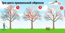 Коли потрібно обрізати яблуні в саду, восени чи навесні – відповіді на запитання коли