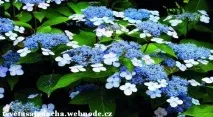 Клумби своїми руками гортензія