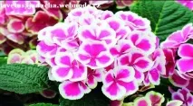 Клумби своїми руками своїми