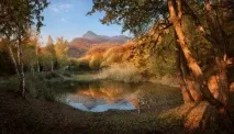 українських