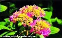Клумби своїми руками гортензія