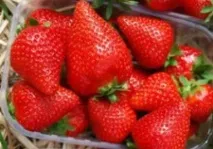 Полуниця Фурор опис сорту з фото, відгуки садівників опис