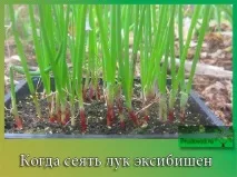 Коли сіяти цибулю ексібішен на розсаду підготовка до висаджування цибулю