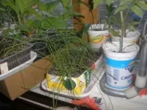 Коли сіяти цибулю ексібішен на розсаду підготовка до висаджування ексібішен