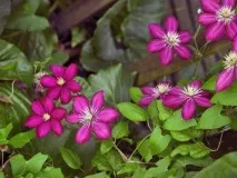 Клематиси 3 групи обрізки сорту, фото з описом, характеристики та відгуки садівників описом