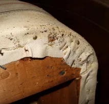 Клопи в квартирі причини чого заводяться і звідки з’являються клопи