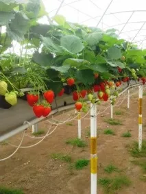 Полуниця Фурор опис сорту з фото, відгуки садівників полуниця