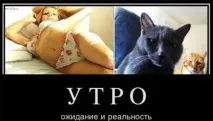 Кішки у нашому житті - Все найцікавіше! житті