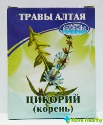 Корінь цикорію лікувальні властивості та протипоказання лікувальні